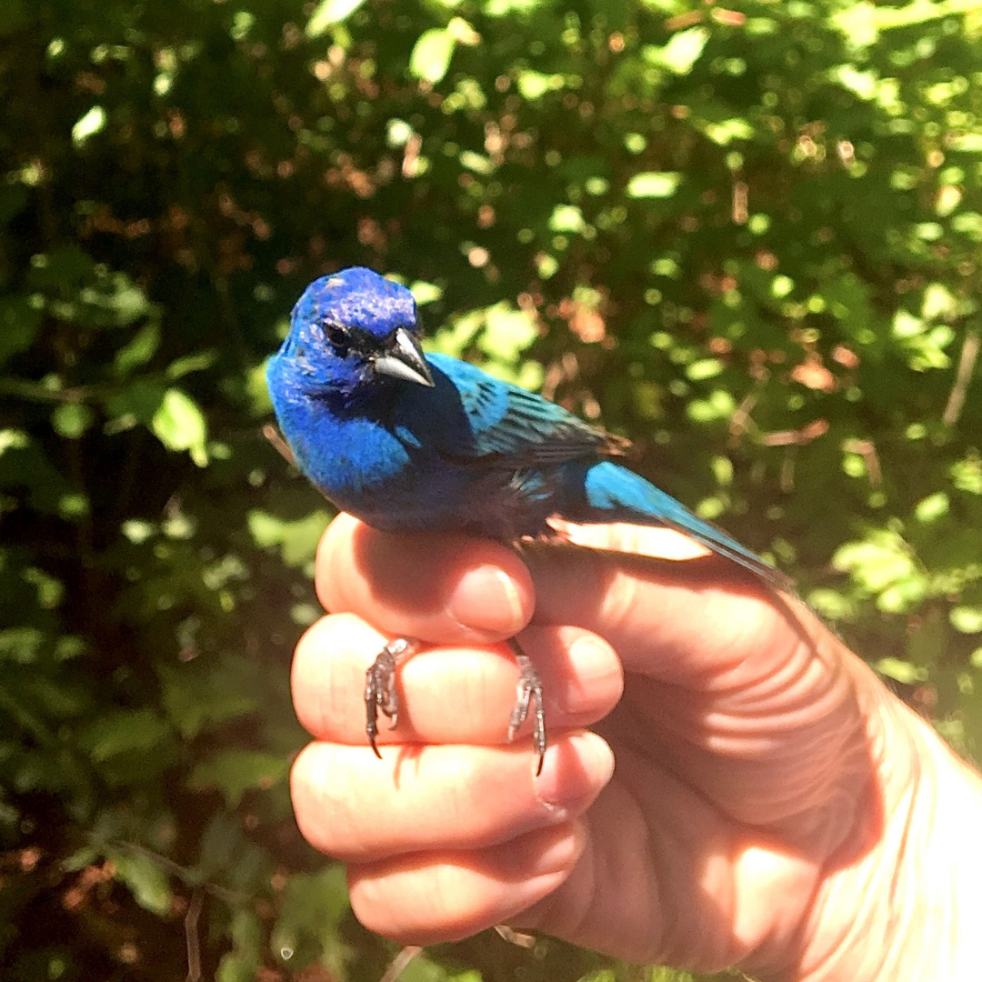 A male Indigo Bunting being held in a hand as part of a banding session